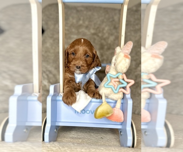 Medium Photo #3 Australian Labradoodle-Goldendoodle Mix Puppy For Sale in BAKERSFIELD, CA, USA