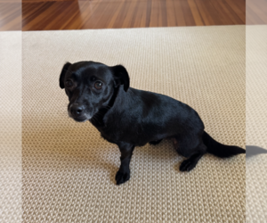 Chiweenie Dogs for adoption in Weston, FL, USA