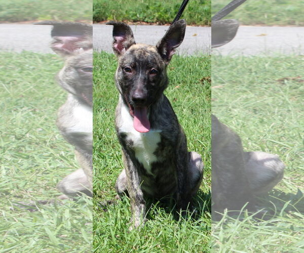 Medium Photo #1 Mutt Puppy For Sale in Prattville, AL, USA