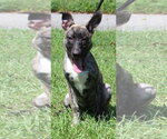 Roo 44342 - Female Mutt Dog for Adoption - Small photo