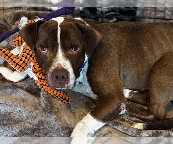 Medium Photo #6 Mutt Puppy For Sale in Crete, IL, USA