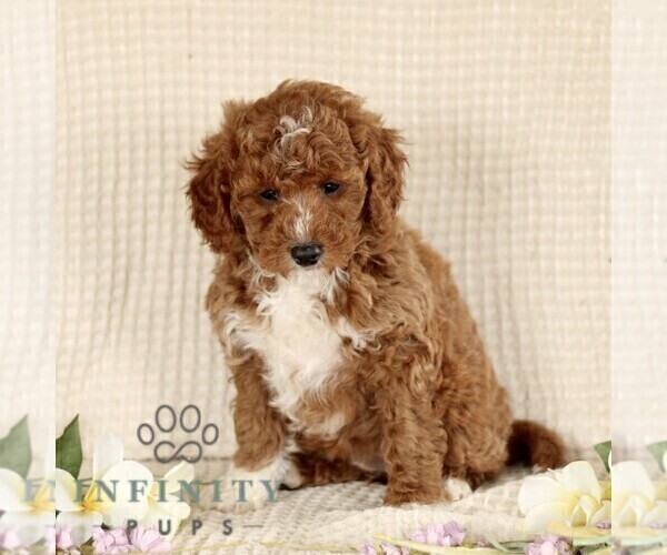 Medium Photo #3 Goldendoodle (Miniature) Puppy For Sale in GORDONVILLE, PA, USA