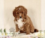 Small #2 Goldendoodle (Miniature)