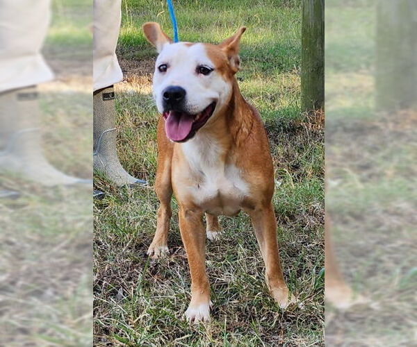 Medium Photo #6 Mutt Puppy For Sale in Wetumpka, AL, USA