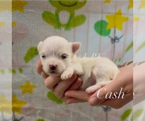 Maltese Puppy for sale in WINNSBORO, LA, USA