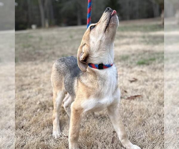 Medium Photo #3 Mutt Puppy For Sale in Yardley, PA, USA