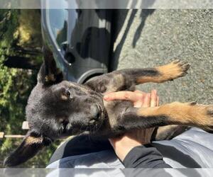 German Shepherd Dog-Unknown Mix Dogs for adoption in San Martin, CA, USA
