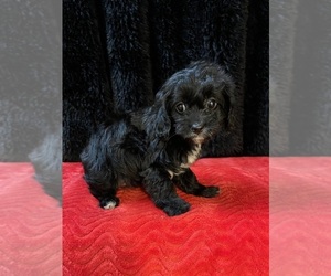 Cavapoo Puppy for sale in ROANOKE, IL, USA