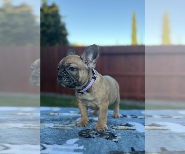 Medium Photo #4 French Bulldog Puppy For Sale in SACRAMENTO, CA, USA