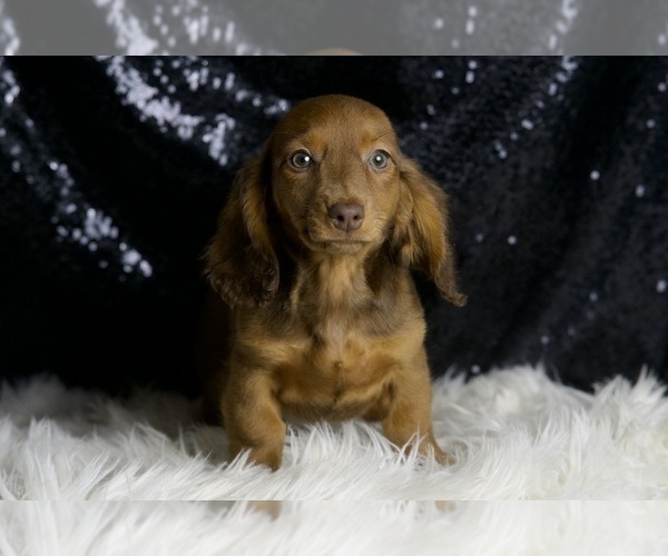 Medium Photo #5 Dachshund Puppy For Sale in WARSAW, IN, USA