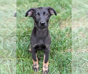 Mutt Dogs for adoption in Holly Springs, NC, USA