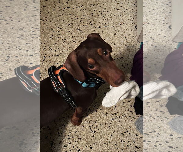Medium Photo #5 Dachshund Puppy For Sale in Weston, FL, USA