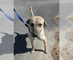 Small #4 Plott Hound Mix
