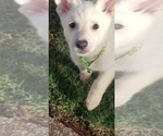 Puppy Candy German Shepherd Dog