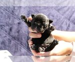Small Photo #3 English Bulldog Puppy For Sale in KENILWORTH, IL, USA