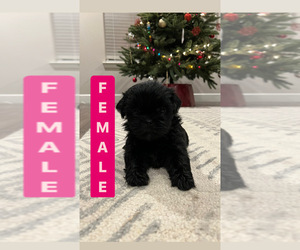 Shih Tzu Puppy for sale in ELDERWOOD, CA, USA
