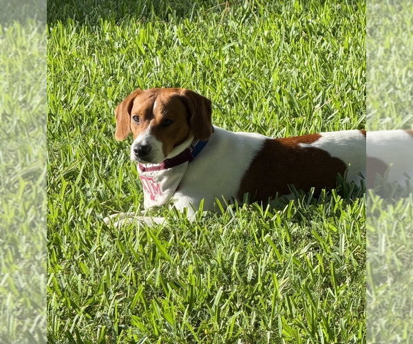 Medium Photo #4 Beagle-Unknown Mix Puppy For Sale in Lakewood, CO, USA