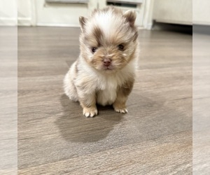 Medium Pomeranian