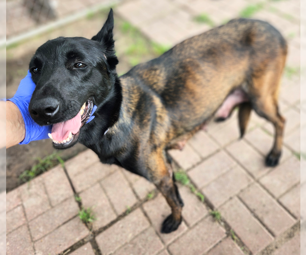 Medium Photo #4 Mutt Puppy For Sale in Imlay City, MI, USA