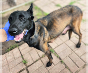 Texas Legends Janis - Located in TX - Female Mutt Dog for Adoption - Photo #4