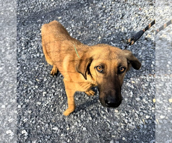 Medium Photo #5 Mutt Puppy For Sale in Hinton, WV, USA