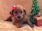 Small Photo #1 Labradoodle-Poodle (Miniature) Mix Puppy For Sale in CEDAR LANE, PA, USA