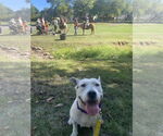 Small #6 American Pit Bull Terrier Mix