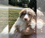 Small #1 Australian Shepherd