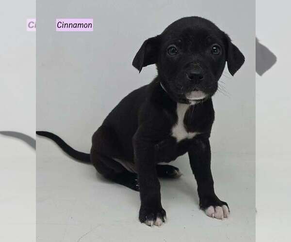 Medium Photo #1 Labrador Retriever-Unknown Mix Puppy For Sale in Brewster, NY, USA