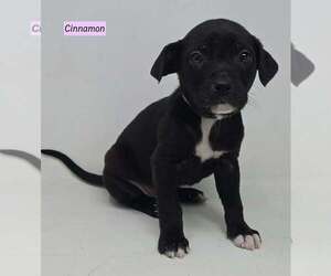 Labrador Retriever-Unknown Mix Dogs for adoption in Brewster, NY, USA