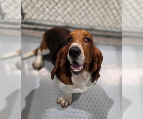 Medium Photo #6 Basset Hound Puppy For Sale in Brookville, OH, USA