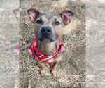 Small Labrador Retriever Mix