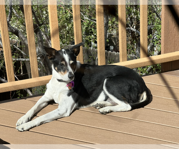 Medium Photo #3 German Shepherd Dog-Great Pyrenees Mix Puppy For Sale in Aurora, CO, USA