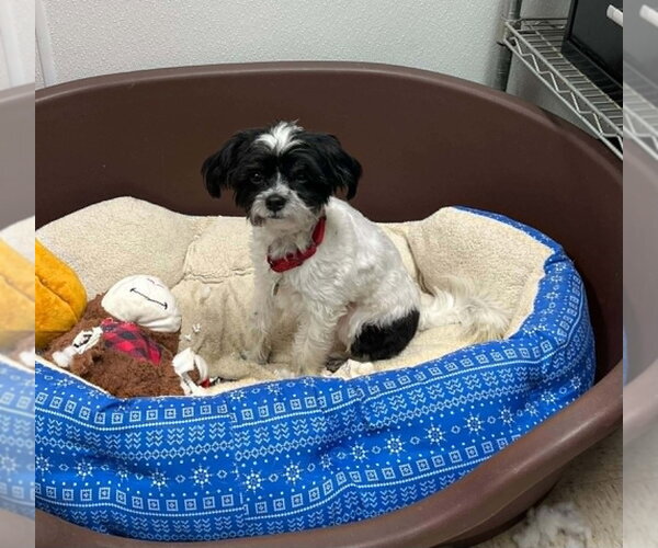 Medium Photo #6 Maltese-Unknown Mix Puppy For Sale in Candler, NC, USA