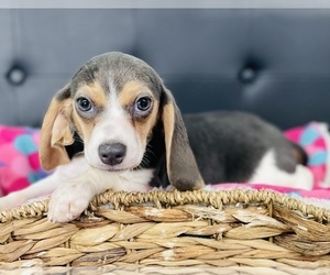 Beagle Puppy for sale in CINCINNATI, OH, USA