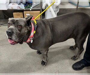 Mutt Dogs for adoption in Forestville, MD, USA