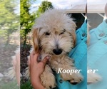 Small Photo #19 Goldendoodle (Miniature) Puppy For Sale in REED CITY, MI, USA