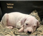 Small Photo #11 Dogo Argentino Puppy For Sale in BEAUMONT, CA, USA