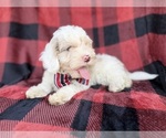 Small #3 Cockapoo (Miniature)