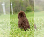 Small Photo #17 Goldendoodle-Poodle (Miniature) Mix Puppy For Sale in WARSAW, IN, USA