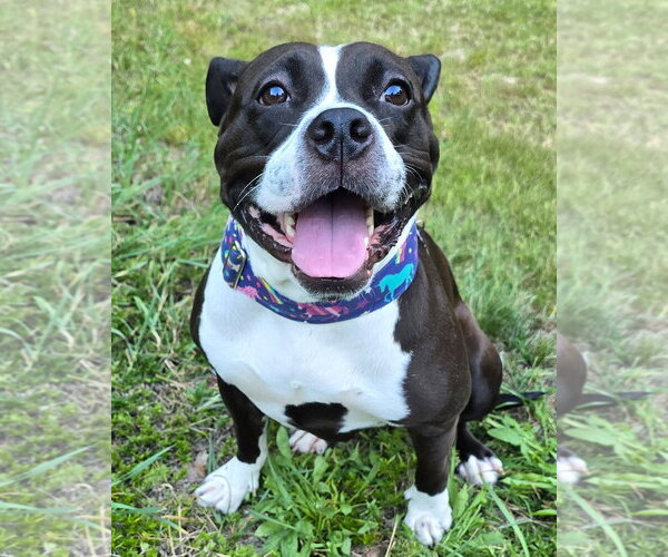 Medium Photo #3 American Pit Bull Terrier Puppy For Sale in Westminster, MA, USA