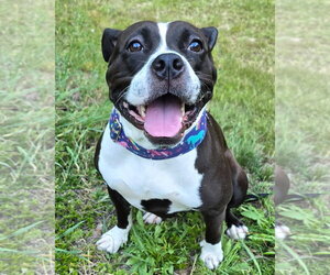 Maddie - Female American Pit Bull Terrier Dog for Adoption - Photo #3