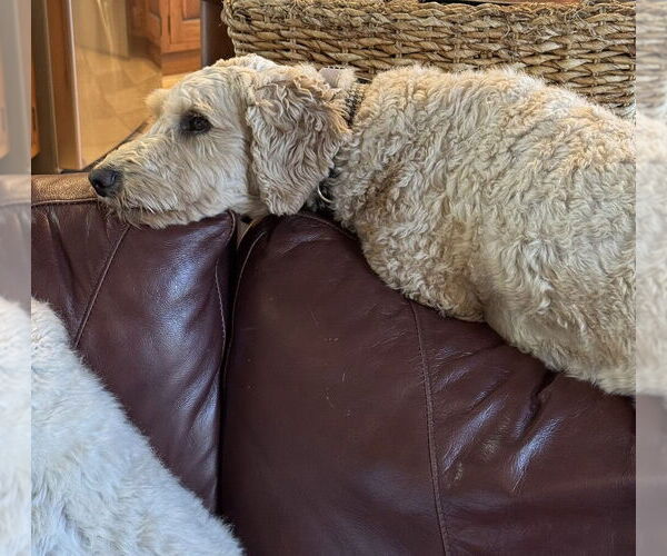 Medium Photo #2 Golden Retriever-Unknown Mix Puppy For Sale in Glen Haven, WI, USA