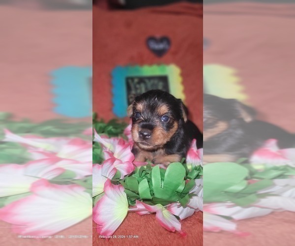 Medium Photo #118 Yorkshire Terrier Puppy For Sale in AKRON, OH, USA