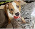 Small #13 American Bulldog