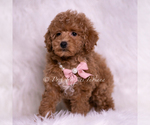 Small Photo #5 Maltipoo (Miniature) Puppy For Sale in WARSAW, IN, USA