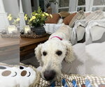 Small #2 Labradoodle