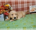 Small #2 Golden Retriever