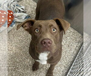 American Pit Bull Terrier-Chocolate Labrador retriever Mix Dogs for adoption in Martinsburg, WV, USA