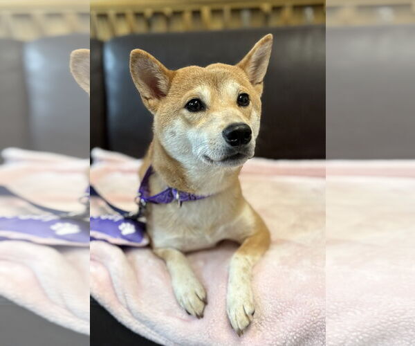 Medium Photo #2 Shiba Inu Puppy For Sale in Spring Lake, NJ, USA
